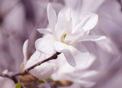 Fototapeta Białe kwiaty magnolii