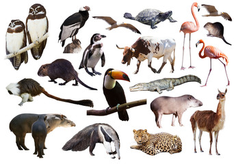 Set of  South American animals over white