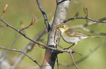 Willow warbler with dry grass