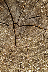 Texture wood