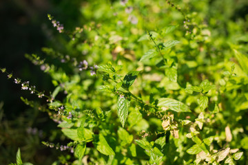 Fresh herbal sage