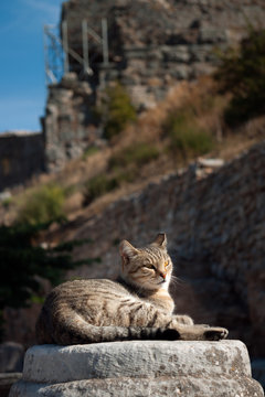 Tabby Cat resting on a rock