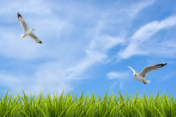 Fototapeta na wymiar field of grass under sky and flying birds
