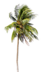 Fototapeta na wymiar Coconut palm tree, Coco green leaves isolated