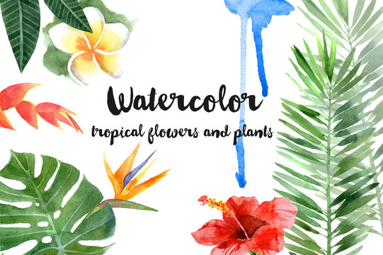 watercolor tropical plants