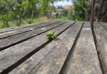 Green bug beetle on a desk close-up