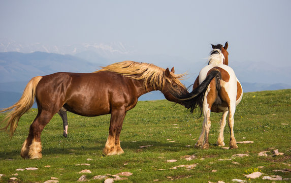 Immagine di due cavalli in amore