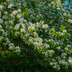 Fototapeta na wymiar blooming wild pear trees