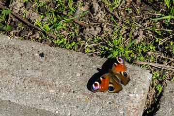 The butterfly daily peacock sits on asphalt