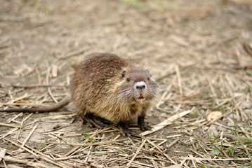Baby coypu on the land