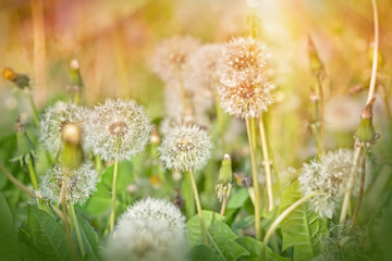 Dandelion seeds 