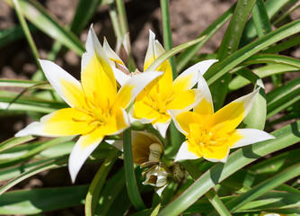 Fototapeta na wymiar decorative flower. tulip