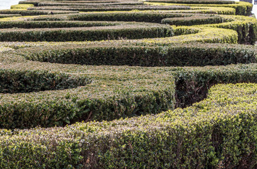 Bush maze
