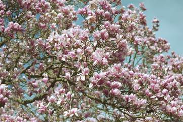 Blooming magnolia tree detail, vintage background