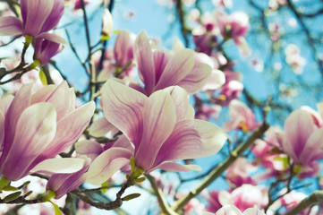 Blooming magnolia tree branch, vintage background