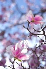 Magnolia tree, tulip-like flowers of shines through in the sun