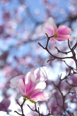 Obraz premium Magnolia tree, tulip-like flowers of shines through in the sun