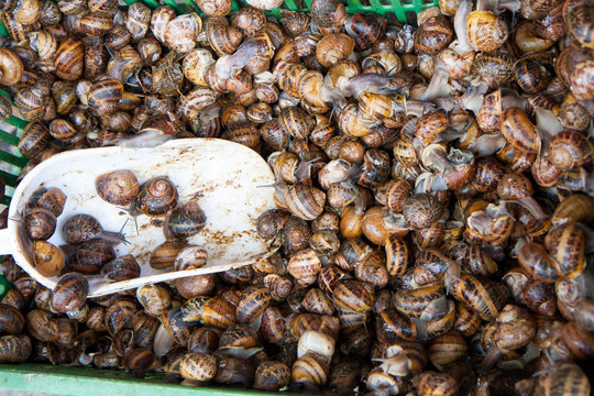 Snails