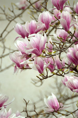Obraz premium kwiaty magnolii na końcach gałęzi przed beżową ścianą