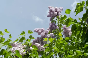 Deurstickers Sering lila paarse bloem