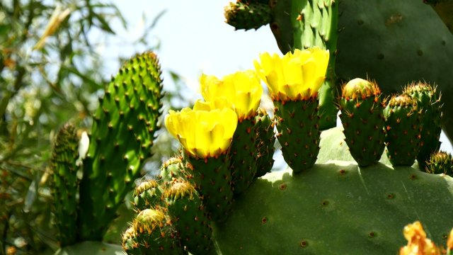 Flower of the prickly pear (4K)