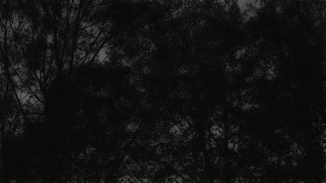 Scary black and white trees during the storm.