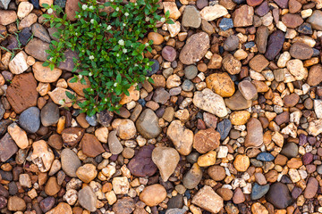 Weeds with river rocks