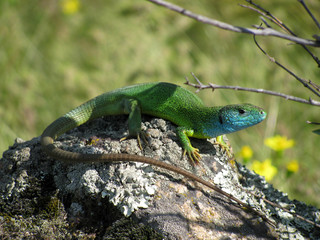 Lacerta viridis male lizard basking in the sun on a rock