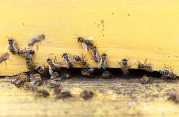 Bees