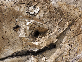 Old, dry the interior of timber felled tree, background