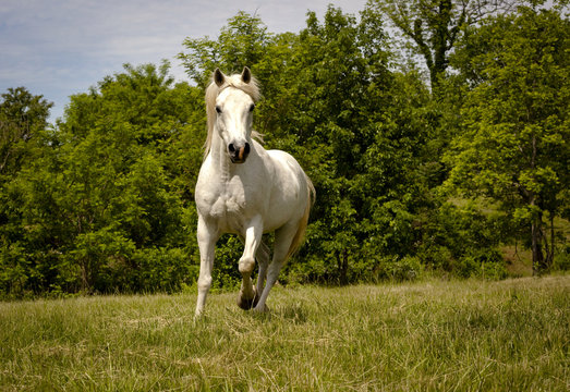 White Arabian Horse Running Towards Viewer In Green Meadow