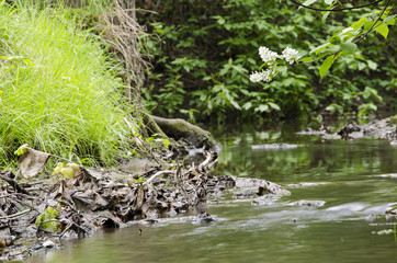 Obraz na płótnie Canvas River flowing in a forest