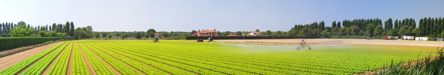 Wall murals Countryside Panoramic salad field