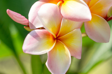 Fototapeta na wymiar pink frangipani Spa Plumeria Flowers