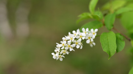 flower bird cherry