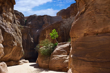 Siq gorge in Petra, Jordan