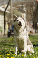 Portrait on the lawn in the urban environment. Siberian Husky