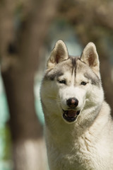 Portrait on the lawn in the urban environment. Siberian Husky
