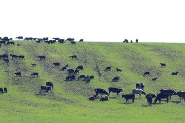 Cows and sheep grazing on the slope covered with spring grass