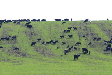 Cows and sheep grazing on the slope covered with spring grass