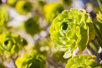 Green Succulent sunny plants