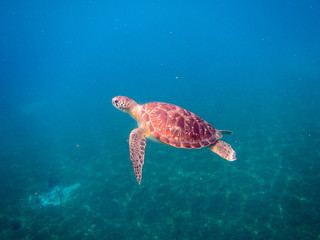 Fototapeta premium Tortue