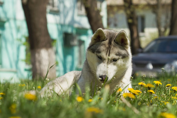 Portrait on the lawn in the urban environment. Siberian Husky