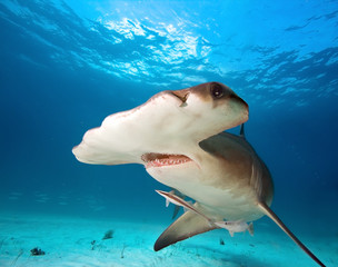 Great hammerhead shark - Powered by Adobe