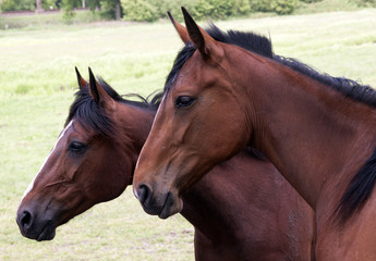 Obraz premium horses in a meadow