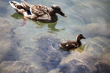 Chicks of mallard swim in River Ticino nearby Sesto Calende