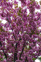 Fototapeta premium Cherry blossoms in bloom