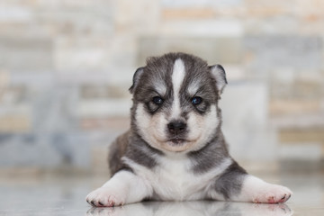 Very little puppy Siberian husky. 