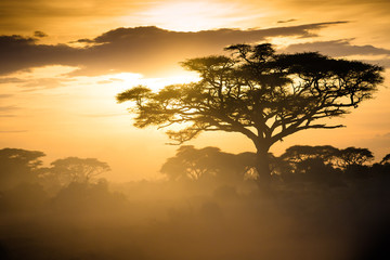Fototapeta na wymiar Sunset on the african savannah