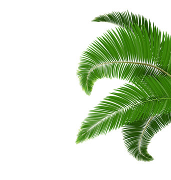 Green palm tree leaves isolated on white background